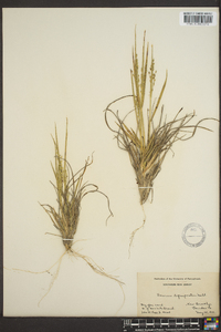 Panicum depauperatum image