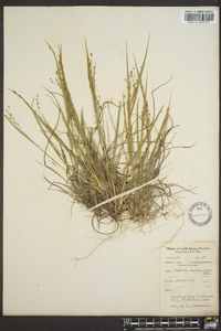 Panicum depauperatum image