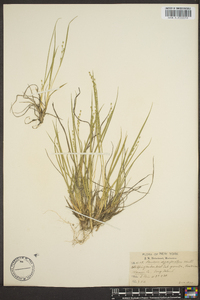 Panicum depauperatum image