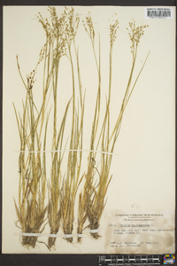 Panicum depauperatum image