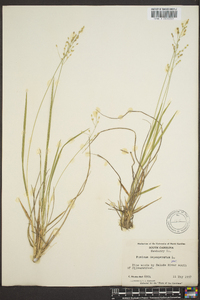 Panicum depauperatum image