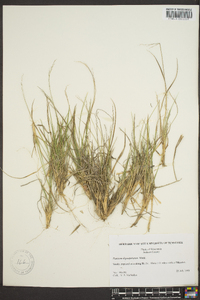 Panicum depauperatum image