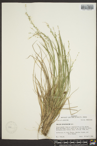 Panicum depauperatum image