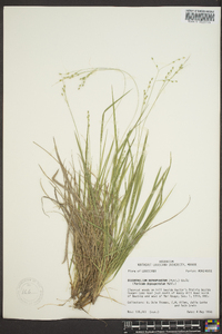 Panicum depauperatum image