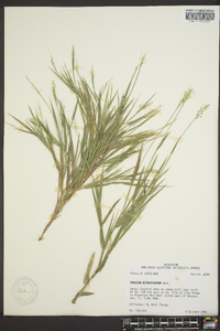 Panicum depauperatum image