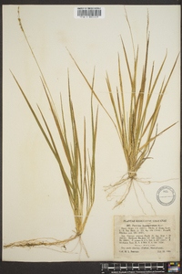 Panicum depauperatum image