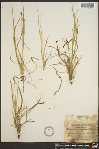 Panicum depauperatum image