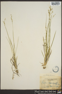 Panicum depauperatum image