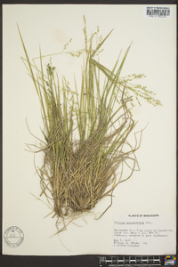 Panicum depauperatum image