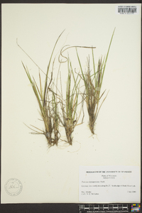 Panicum depauperatum image