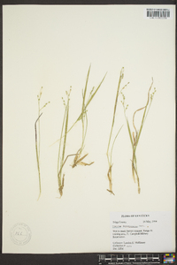 Panicum depauperatum image