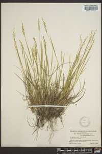 Panicum depauperatum image