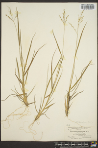 Panicum depauperatum image