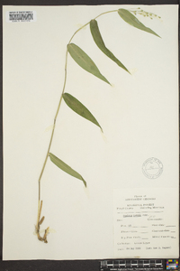 Panicum boscii image