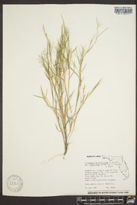 Panicum diffusum image