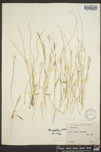 Panicum diffusum image