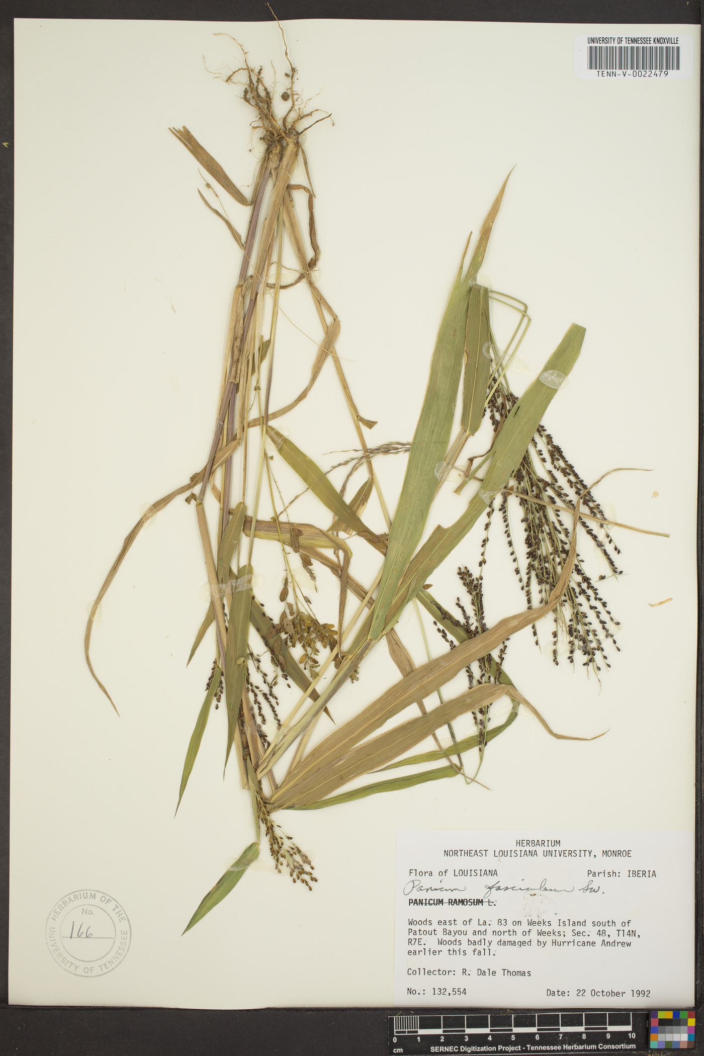 Panicum diffusum image