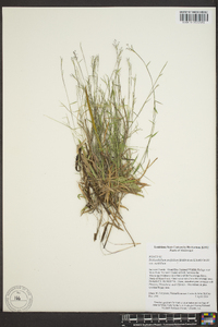 Panicum diffusum image