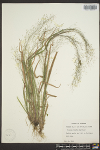 Panicum filiforme image