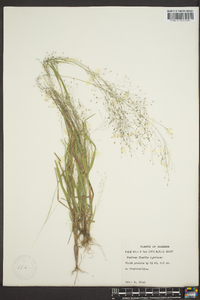 Panicum filiforme image