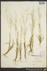 Panicum filiforme image