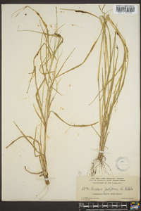 Panicum filiforme image