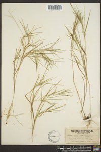 Panicum filiforme image