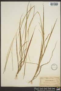 Panicum filiforme image