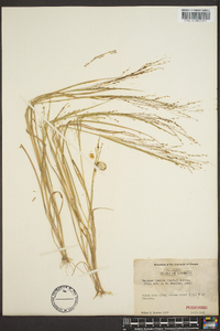 Panicum filiforme image