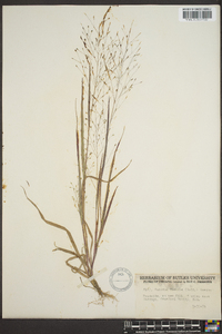 Panicum filiforme image
