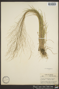 Panicum filiforme image