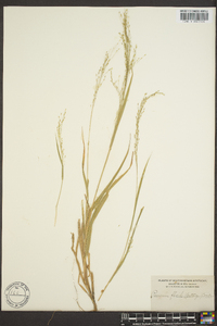 Panicum filiforme image