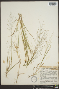 Panicum filiforme image