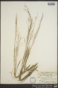 Panicum filiforme image
