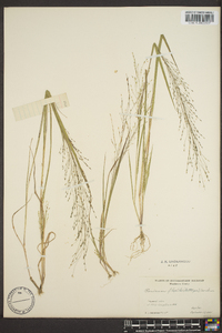 Panicum filiforme image