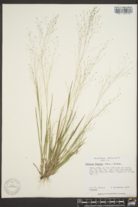 Panicum filiforme image