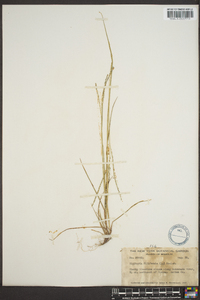 Panicum filiforme image