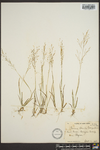 Panicum filiforme image