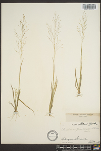 Panicum filiforme image