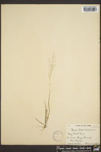 Panicum filiforme image