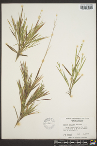 Panicum filiforme image