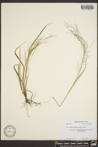 Panicum filiforme image