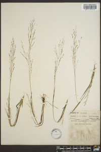 Panicum filiforme image