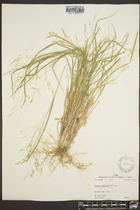 Panicum filiforme image