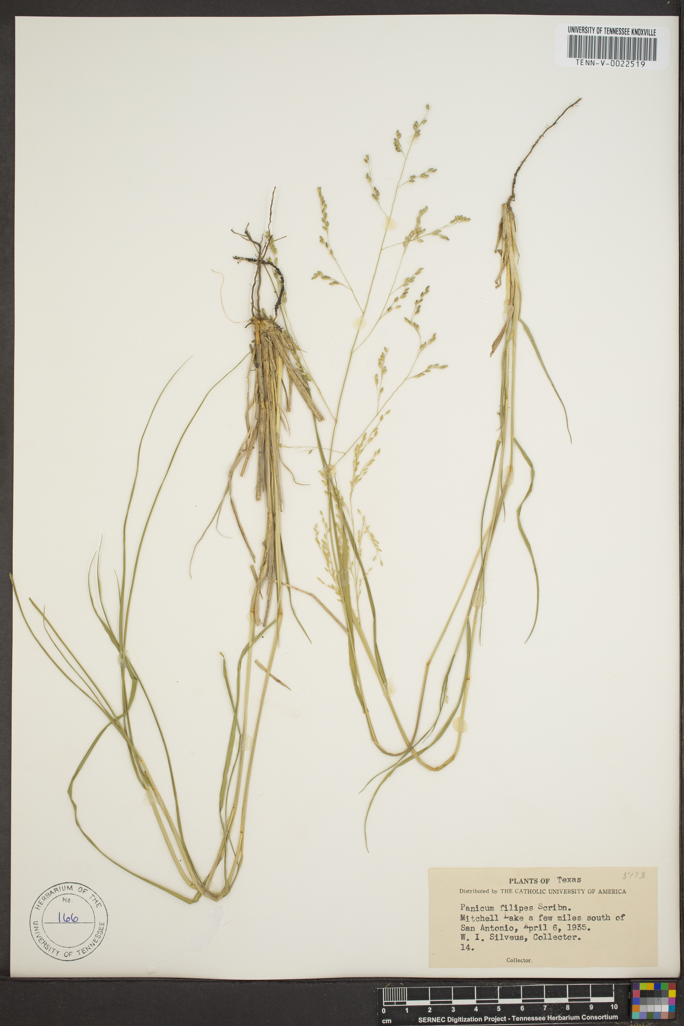 Panicum filiforme image