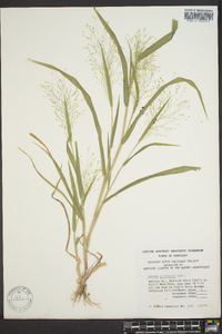 Panicum gattingeri image