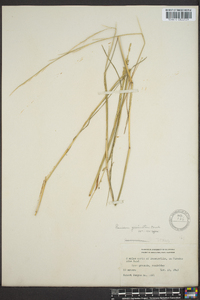 Panicum geminatum image