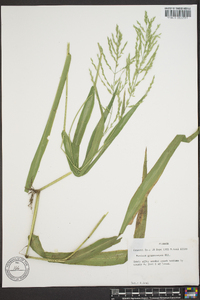 Panicum gymnocarpon image