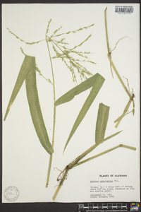 Panicum gymnocarpon image