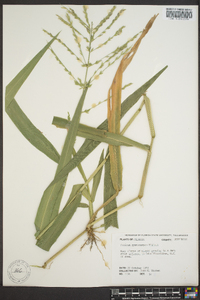 Panicum gymnocarpon image